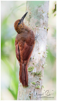 Northern Barred Woodcreeper (Dendrocolaptes sanctithomae)