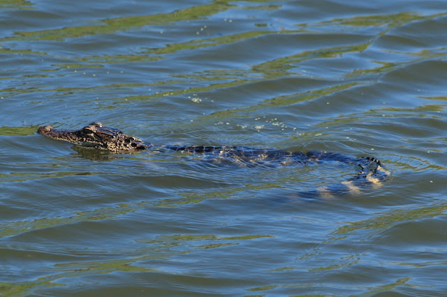 Alligator in the lake at Celebration, Florida