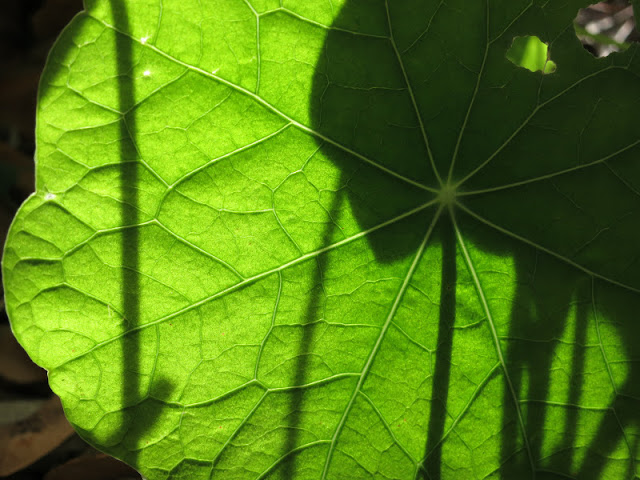 Light shining through green nasturtium leaf, showing patterns and shadows