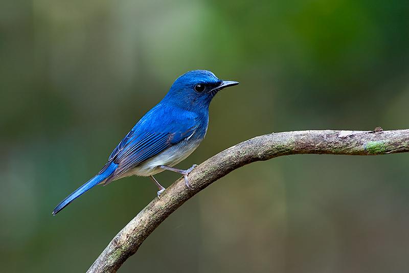 44++ Suara burung selendang biru jantan mp3 terbaru