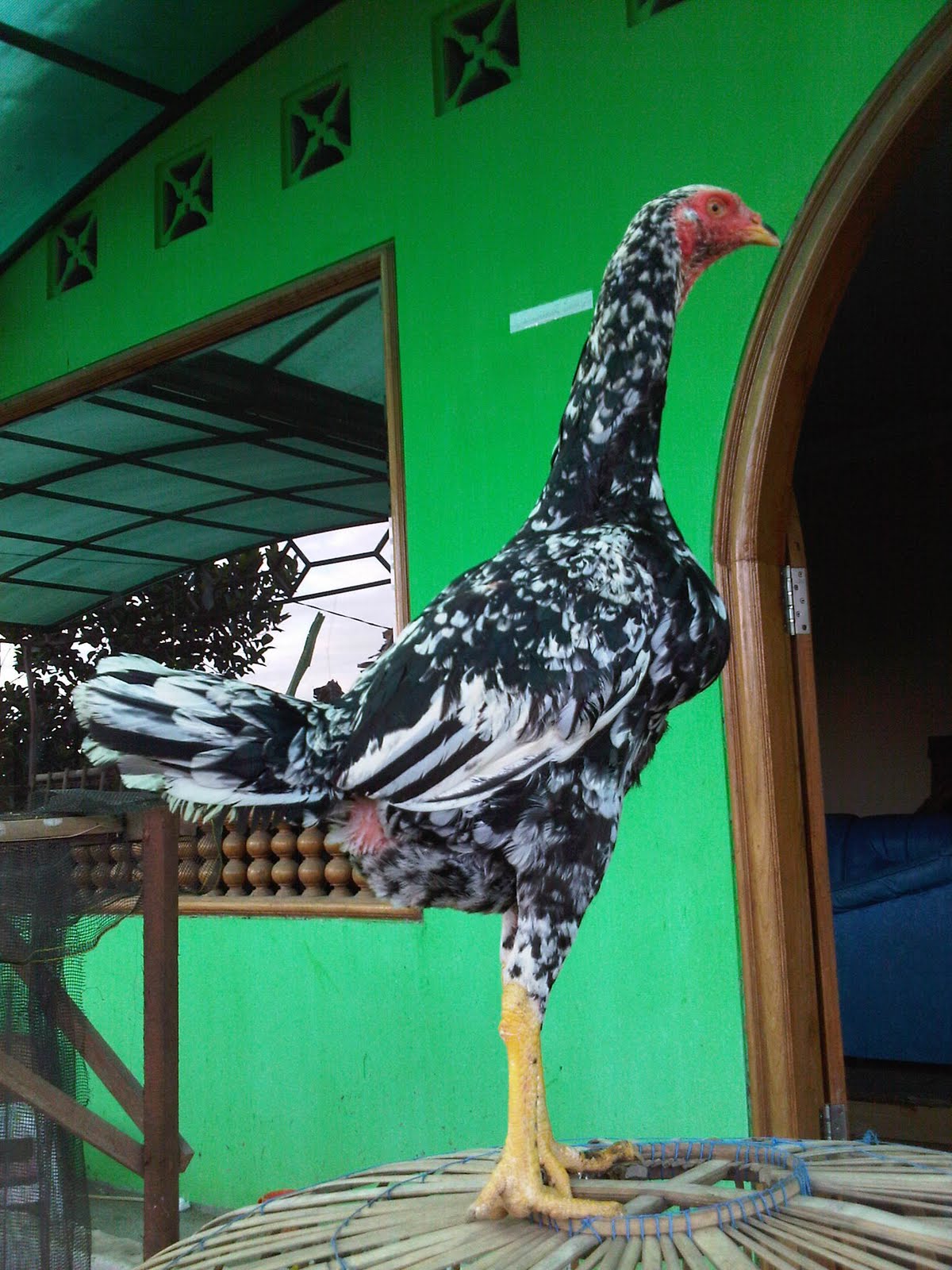 PETERNAKAN AYAM BANGKOK IMPORT BABON IMPORT
