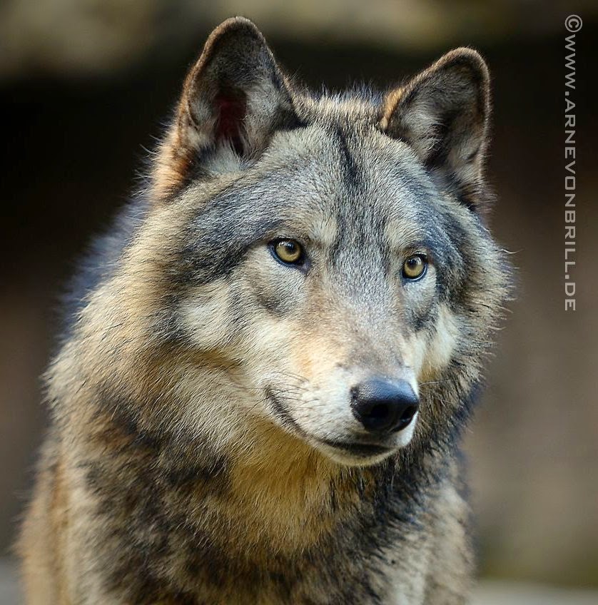 Delist, Downlist, or Destroy: What to Do with America’s Wolves
