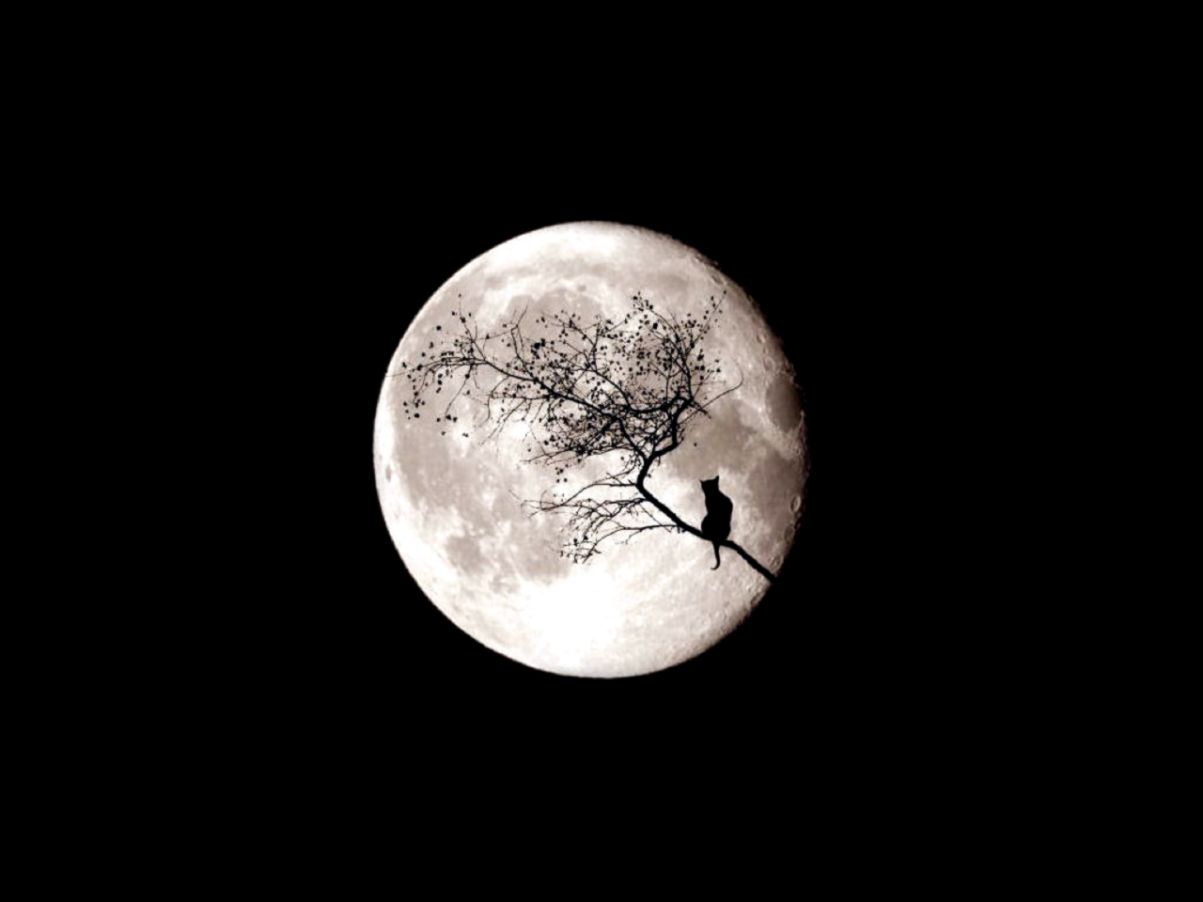 196 Moon HD Wallpapers  Backgrounds   Wallpaper Abyss