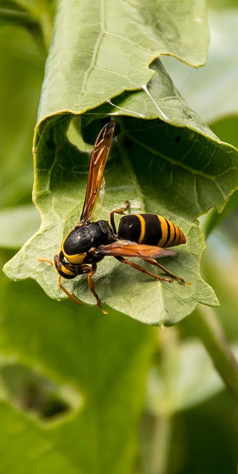 A wasp using a plant leaf a nest.