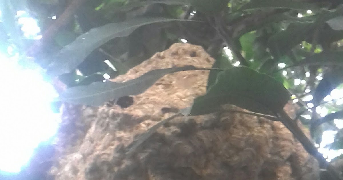 Cara Mengusir Tawon Ndas Beracun Dengan Aman