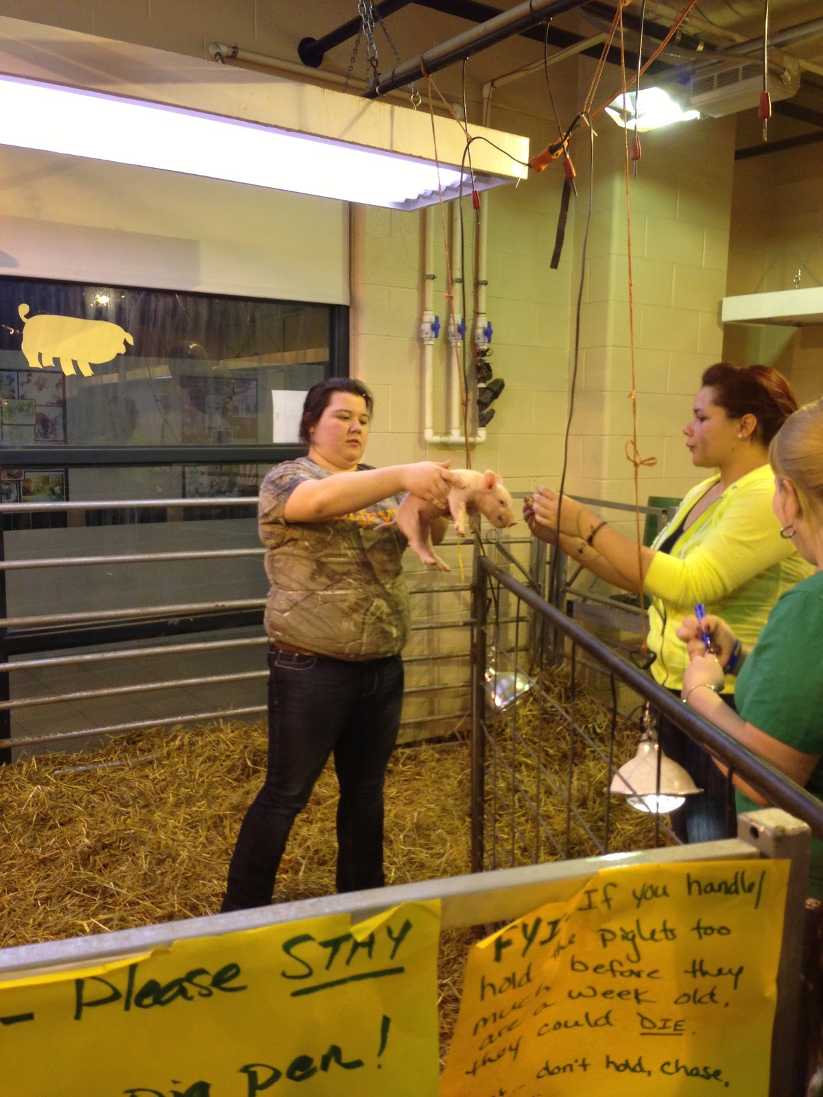 Peaches the Pig Day 5 Time for a Little Dental Work and Housing