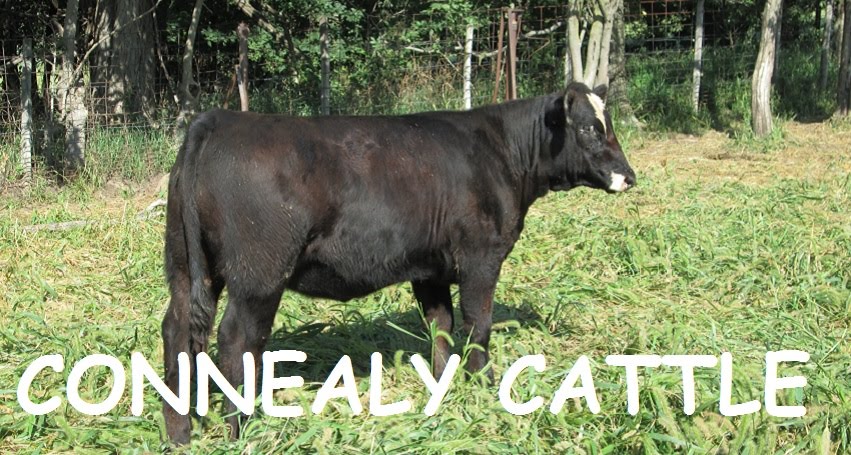 Connealy Cattle