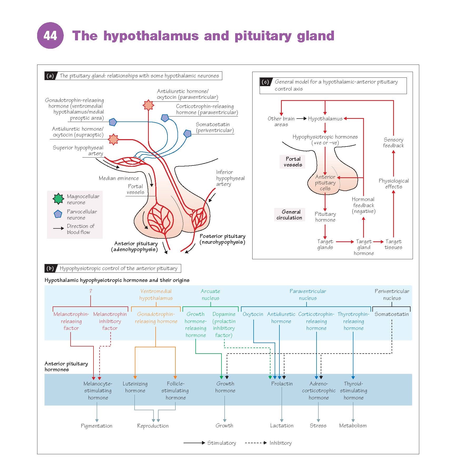 The Hypothalamus And Pituitary Gland Pediagenosis