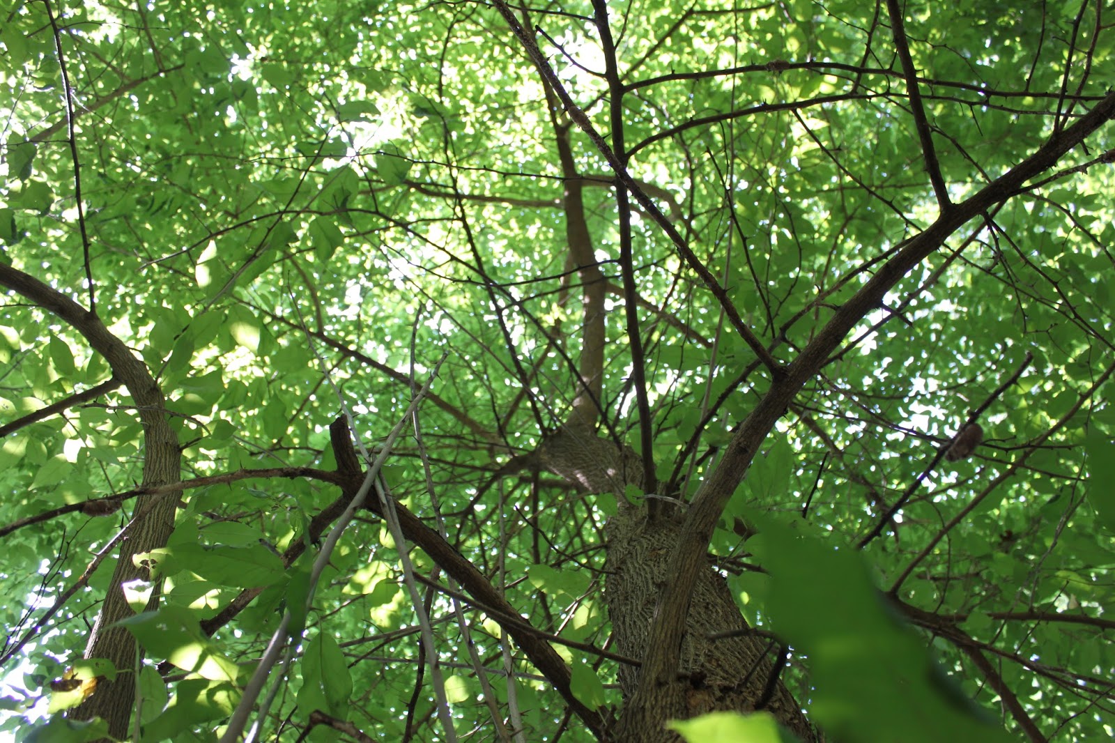 Centenary College Arboretum Tree of the Week Bois D'arc (Maclura