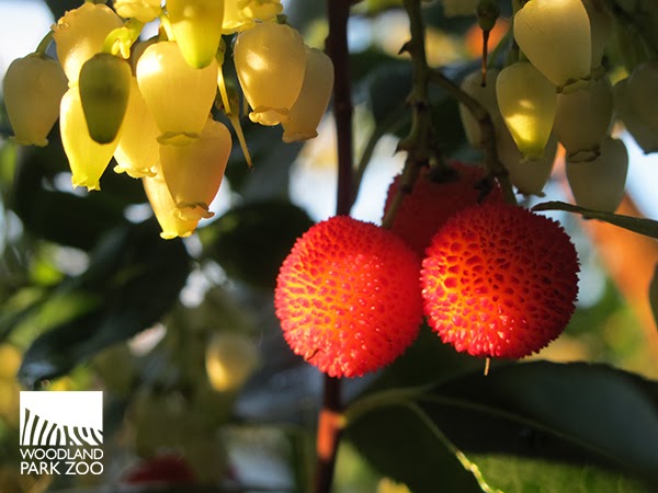 Berberis Thunbergii Stock Photos Berberis Thunbergii Stock