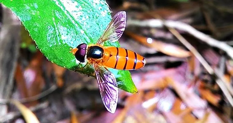 lebah madu kuning