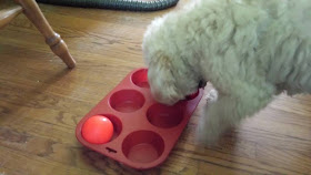 Image: Muffin/Cupcake/Ball Game (c) Catherine Watt of PupVacay.com - All rights reserved