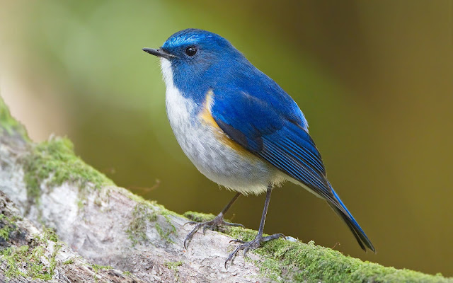 Close up foto van een blauwe vogel