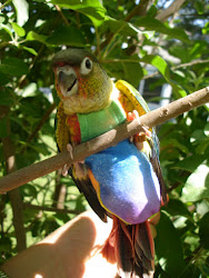 suit flight birds bird suits avian