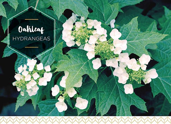 Love Lilac White Hydrangea