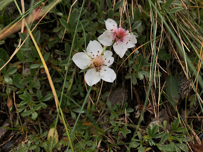 [Rosaceae] Potentilla nitida – Pink cinquefoil (Cinquefoglia delle Dolomiti)