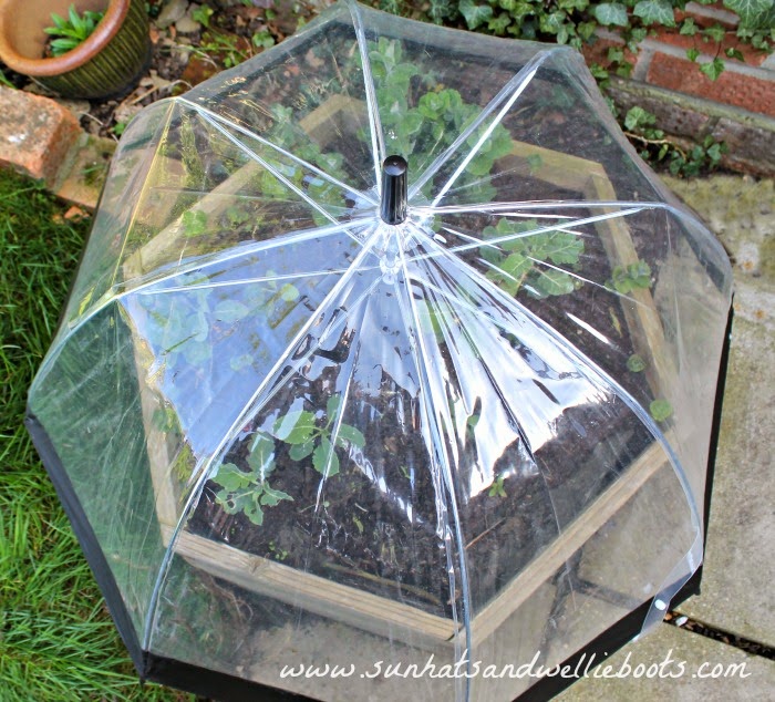 Sun Hats & Wellie Boots How to make your own Biodome with an old Umbrella!