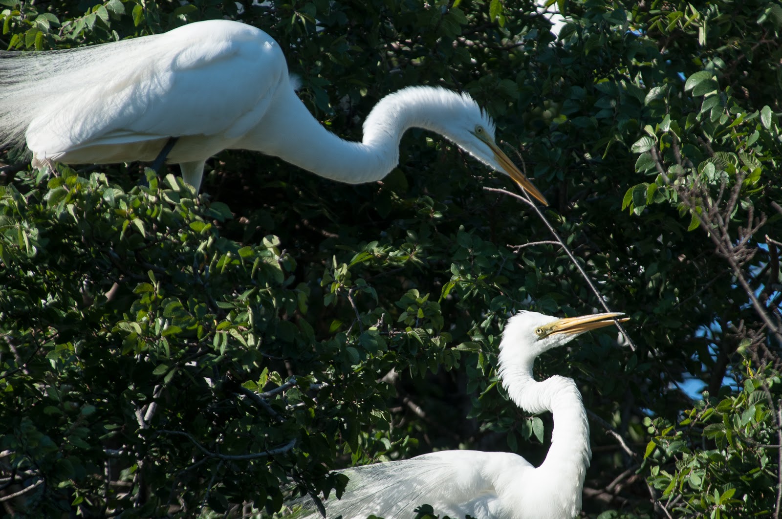 A Tree Falling: UT Southwestern Medical Center Rookery: May 2015