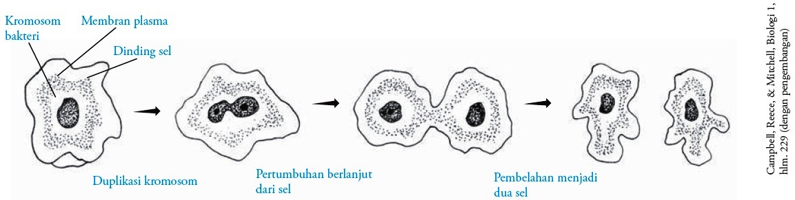 Proses amoeba menelan mikroorganisme lain merupakan contoh peristiwa