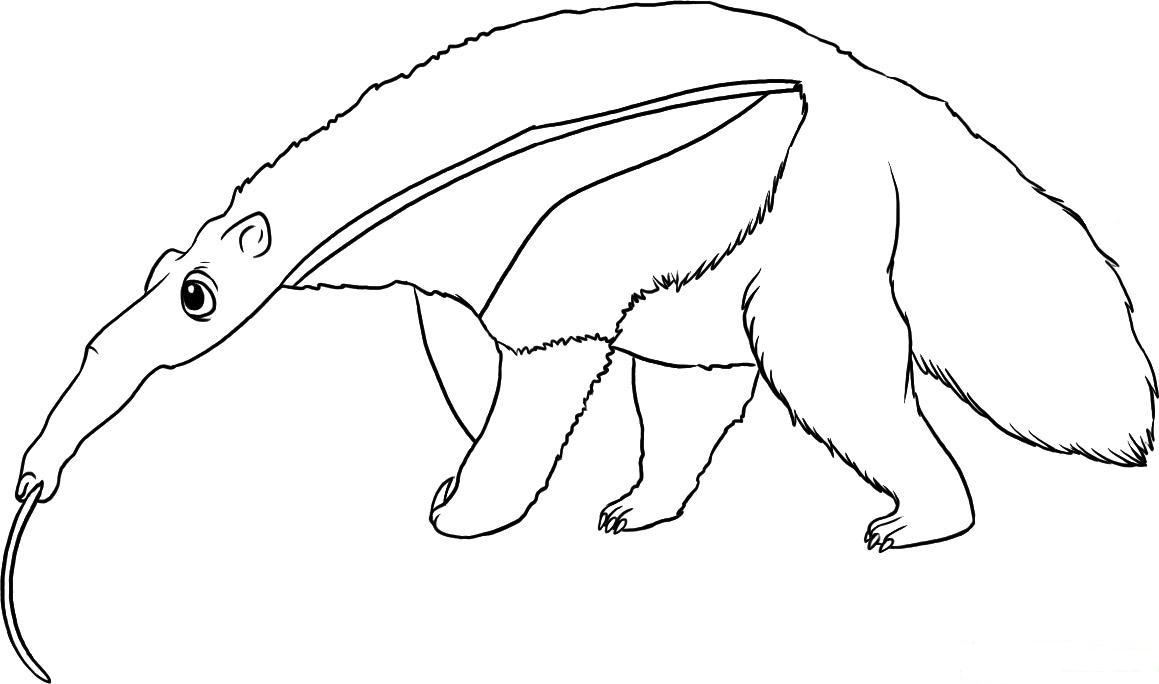 aardvark coloring pages - photo #50