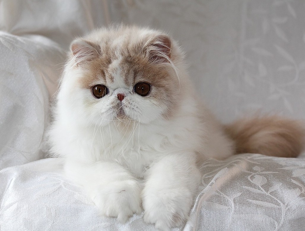 93 Gambar Gambar Kucing Himalaya Paling Keren 93 Gambar Gambar Kucing Himalaya Paling Keren