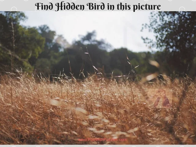 Hidden Bird Picture Riddle