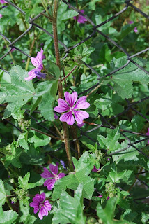 El rincón de la bruja de chocolate: marzo 2011