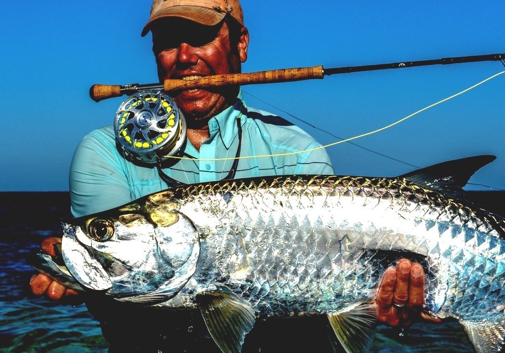 Tarpon Tarpon Fish