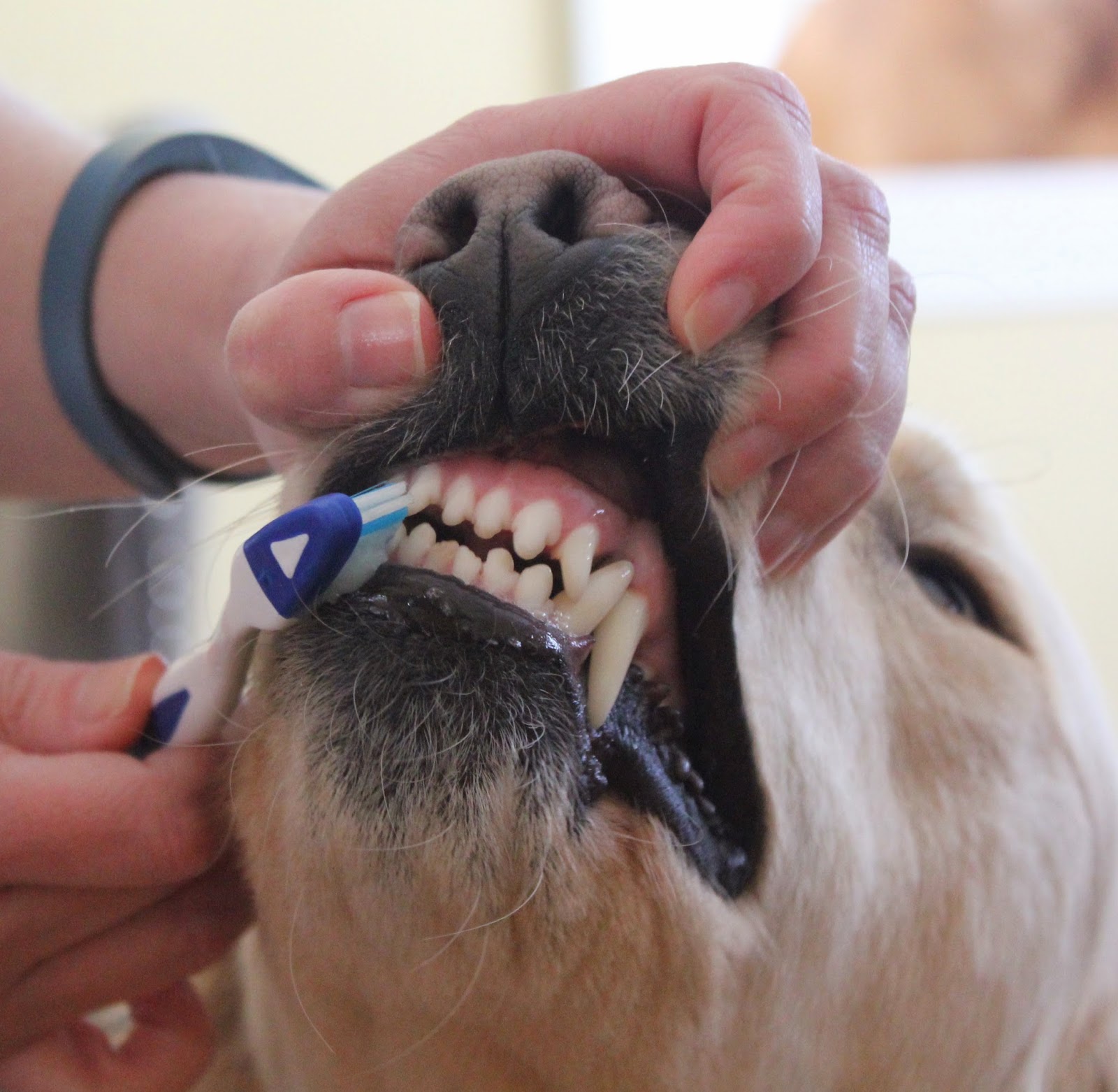 dog getting his teeth brushed
