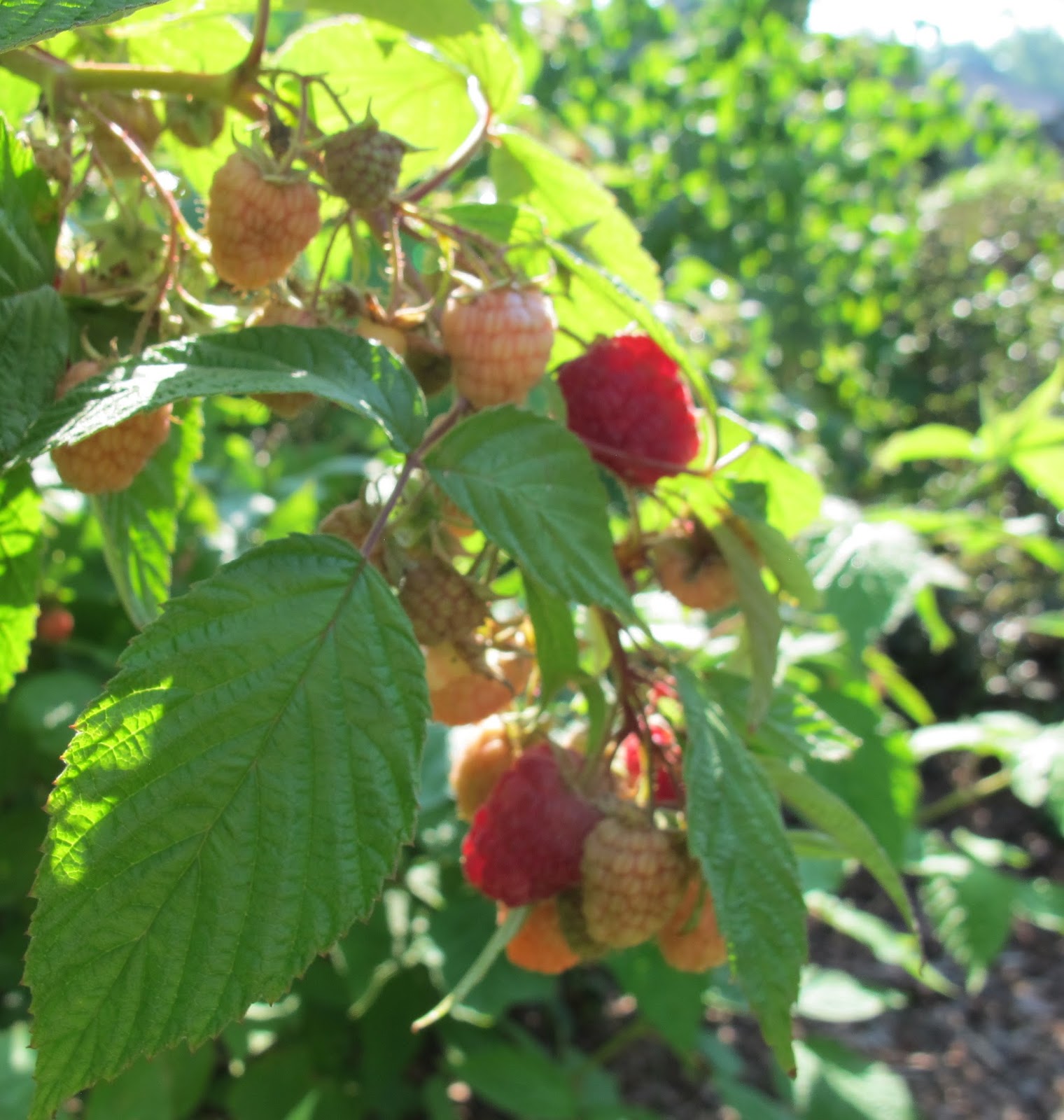August Harvest Red Raspberries