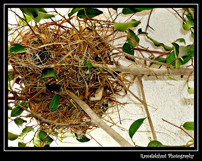 sparrow nest