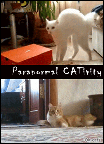Captioned Cat GIF • Double paranormal CATivity. Haha Hilarious standing cats walking on 2 legs, haha cats are MAD! Captioned Cat GIF • Double paranormal CATivity. Haha Hilarious standing cats walking on 2 legs, haha cats are MAD!