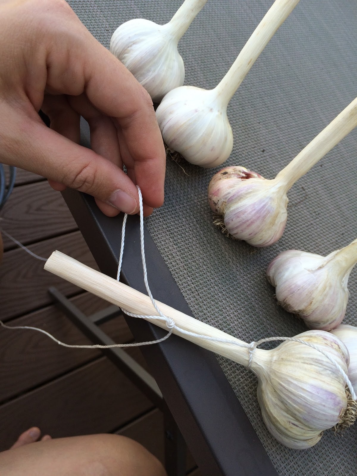 MI Lake Home Garden How to Tie HardNeck Garlic for Decorative Hanging