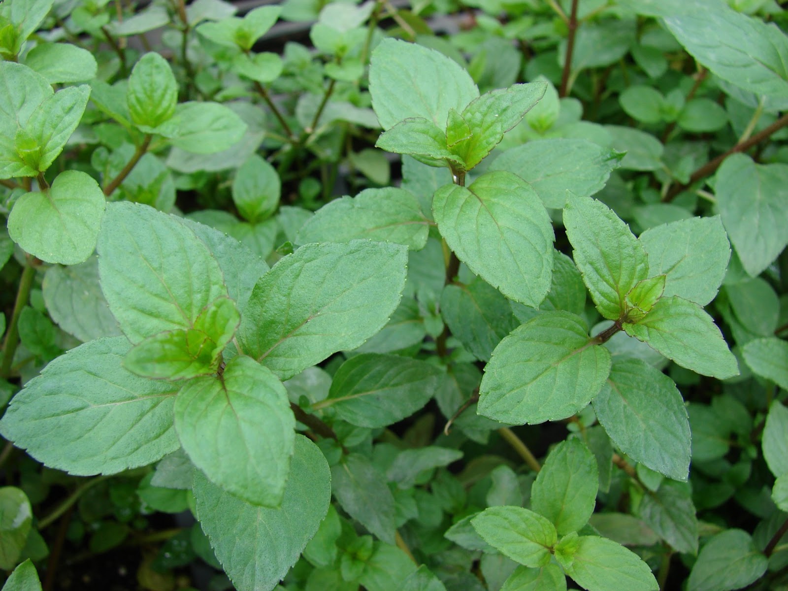 Mentha Piperita Mentha Piperita