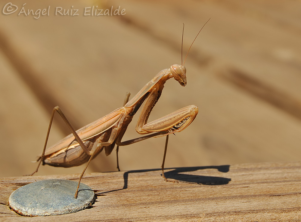 Aves de la Ría de Ajo: marzo 2012