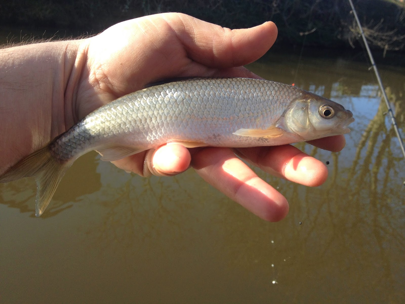 Danny's Angling Blog Stick Float Fishing River Dane Chub