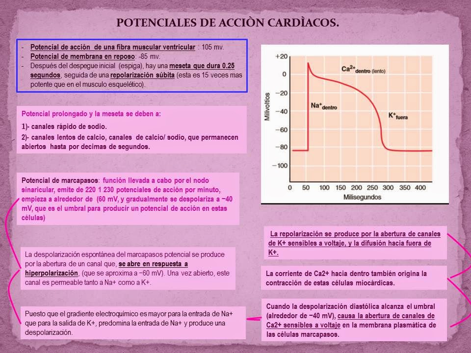 CICLO CARDÍACO Y POTENCIALES DE ACCIÓN