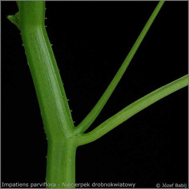 Impatiens parviflora stalk - Niecierpek drobnokwiatowy łodyga
