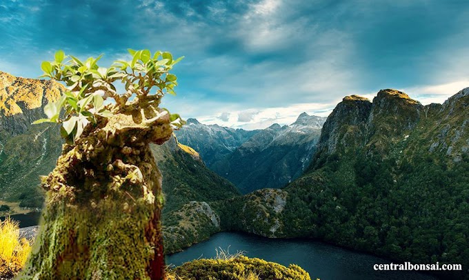 Harga Berbagai Jenis Bakalan Tanaman Bonsai