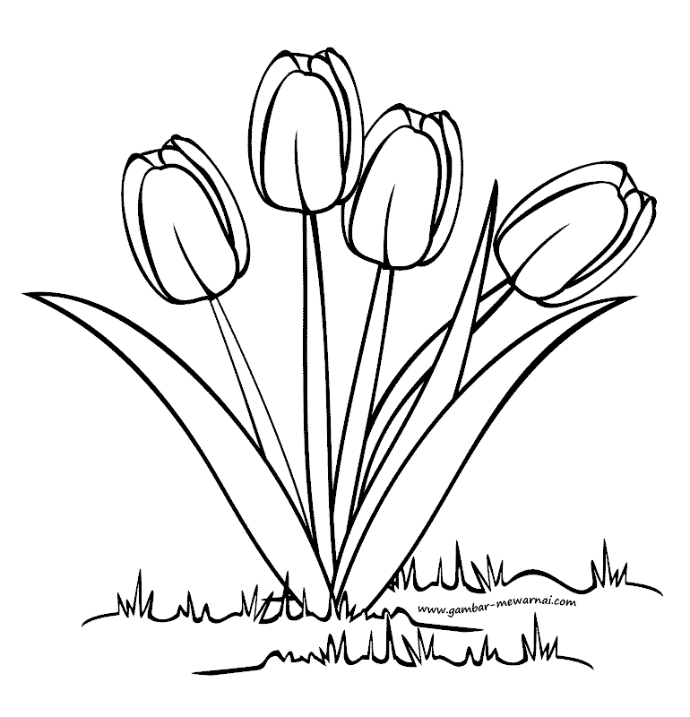 gambar mewarnai bunga tulip