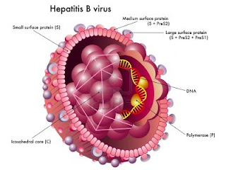 हेपेटाइटिस क्या है, हेपेटाइटिस बी, हेपेटाइटिस b, हेपेटाइटिस सी के लक्षण, हेपेटाइटिस c, हेपेटाइटिस ई, हेपेटाइटिस बी से बचाव, हेपेटाइटिस बी में क्या खाना चाहिए, अल्कोहलिक हेपेटाइटिस
