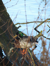 Duck on a tree