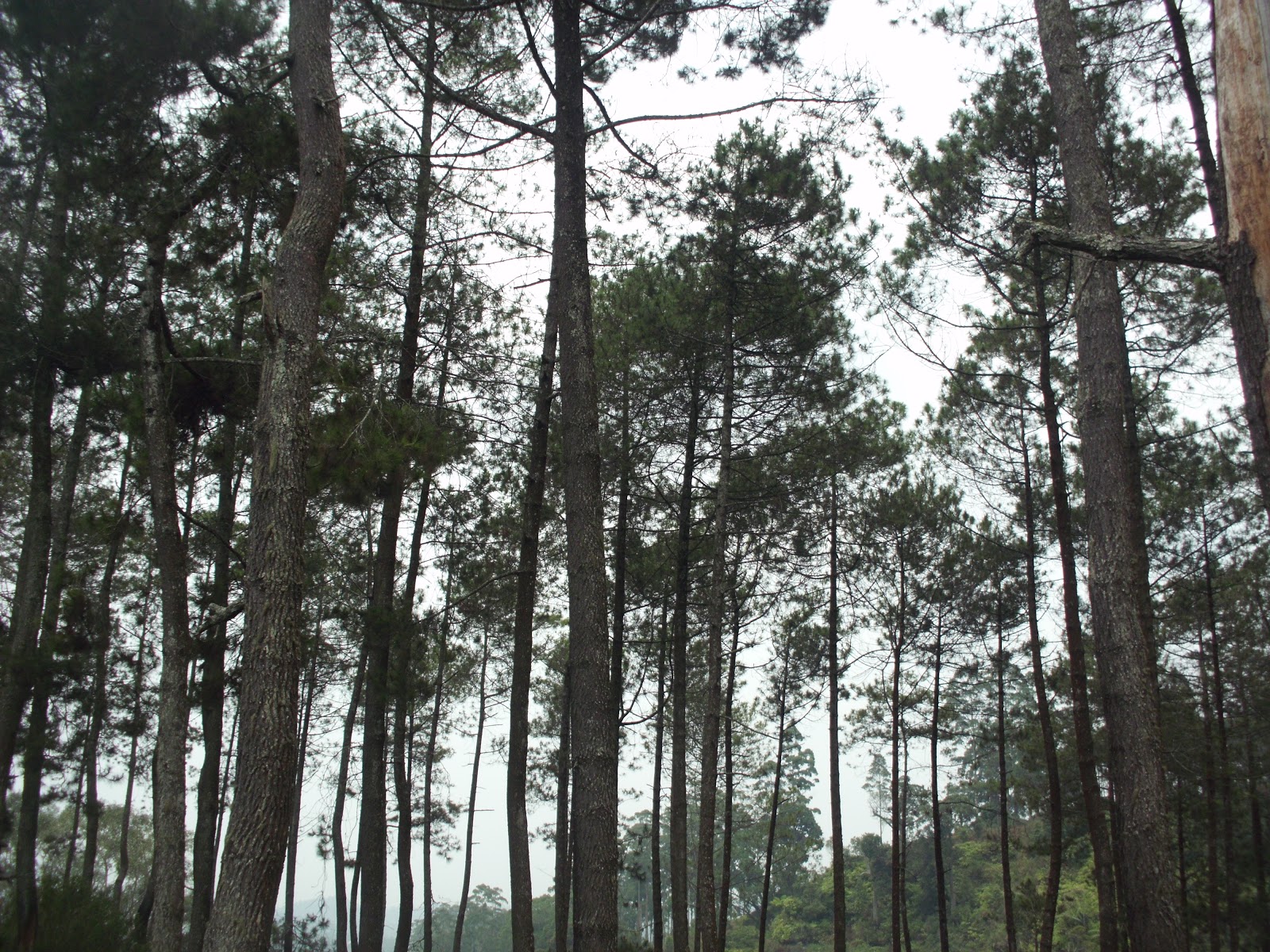 Hutan Pinus  Contoh Ekosistem Taiga Media Pembelajaran 