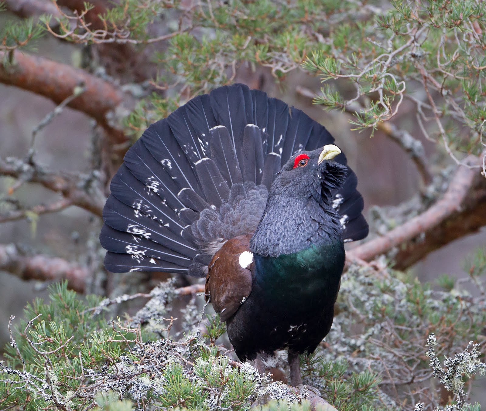 Capercaillie