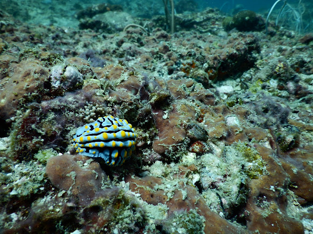 Foto van een nudibranch met de Nikon Coolpix AW130