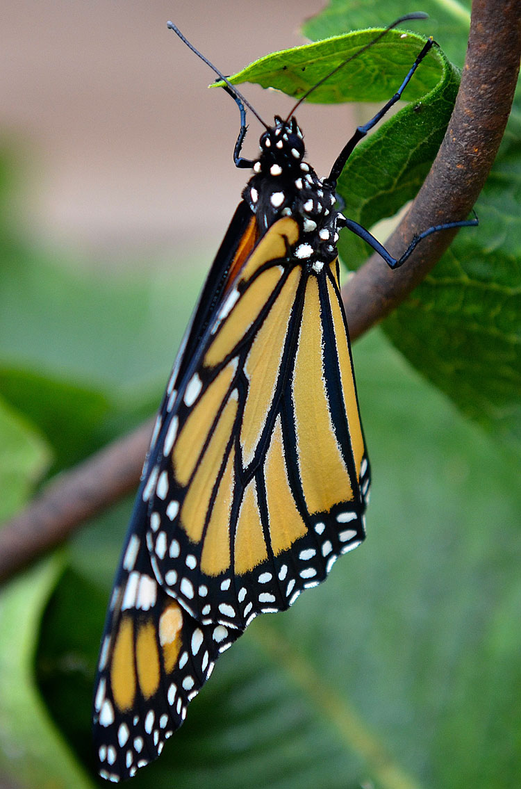 Red and the Peanut Monarch butterfly—from chrysalis to flight...