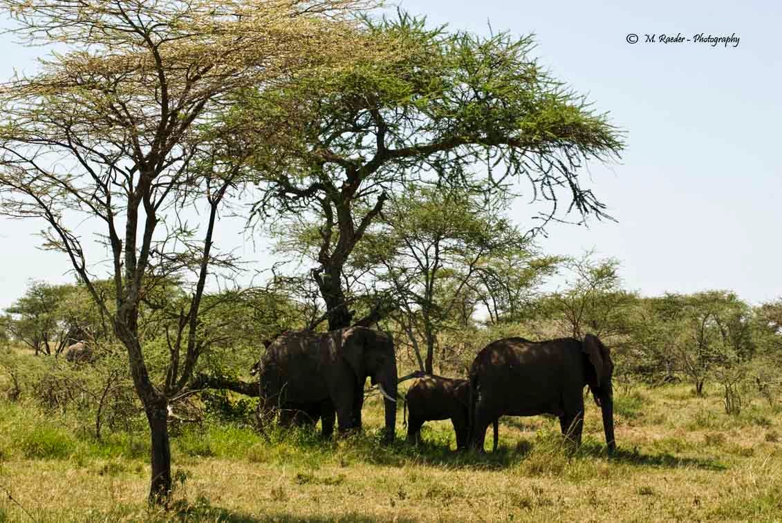 ElephantsEcosystemBiodiversity Hosted Galleries