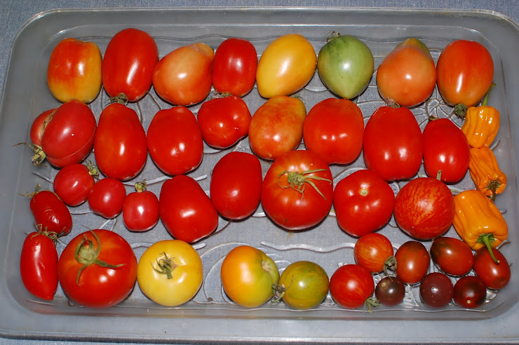 Abundance of Tomatoes