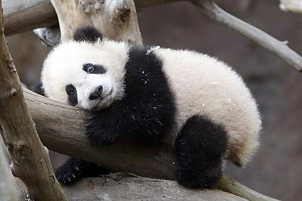 Free Wallpapers: Cute Baby Panda Pictures