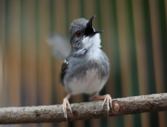 8 Ciri Ciri Fisik Burung Ciblek Jantan Trotol Yang Sudah